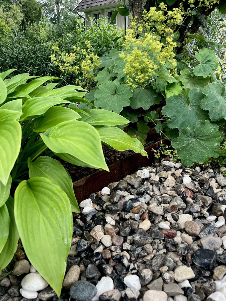Svartvit Sjösten som dekorsten i trädgårdsmiljö, omgiven av växter och cortenplåt med ett hus i bakgrunden. Stengrossen säljer produkten.