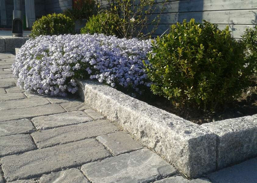 Svensktillverkad kantsten i Grå Bohusgranit som elegant ramar in en blomsterplantering. På andra sidan ligger hållbar marksten i betong. Stengrossen säljer produkten.
