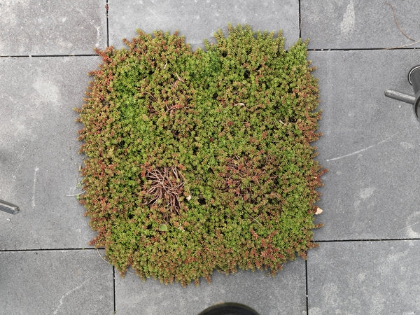 Scala naturgrå är en marksten av betong med diskreta fogar och modern design för både offentliga och privata ytor. Tillverkas av S:T Eriks. Stengrossen säljer produkten.